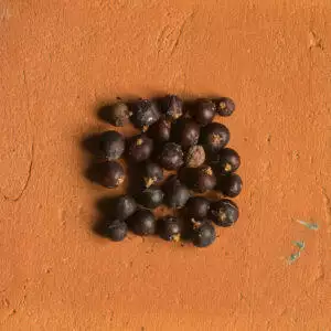 Wacholderbeeren